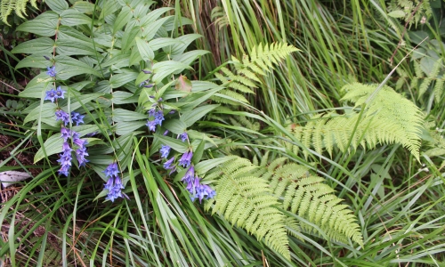 fiori blu di montagna