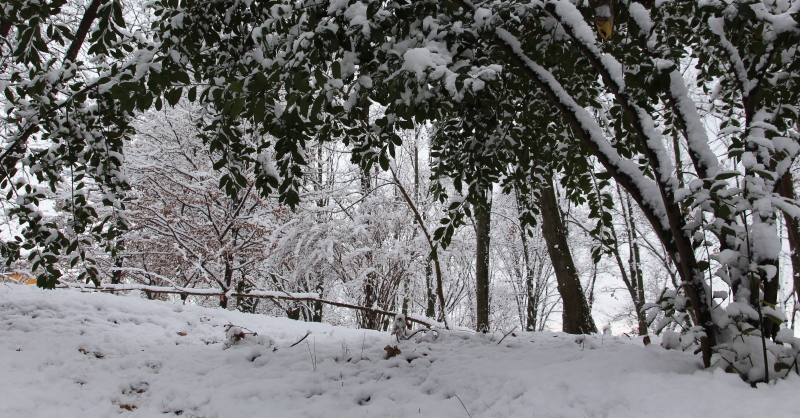 neve nel bosco