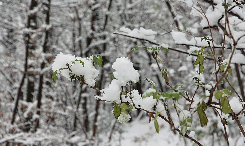 neve nel bosco