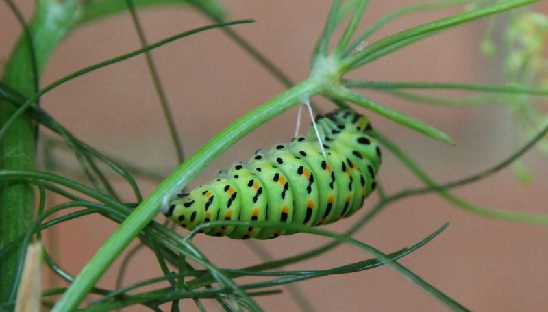 pupa di macaone