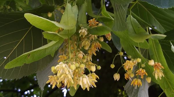 fiori di tiglio