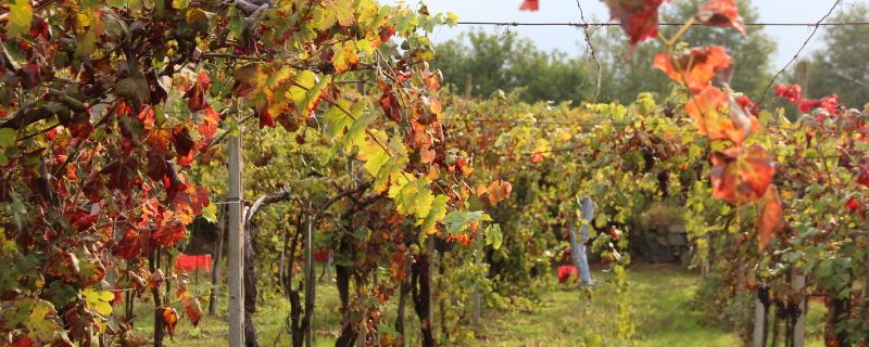 vendemmia