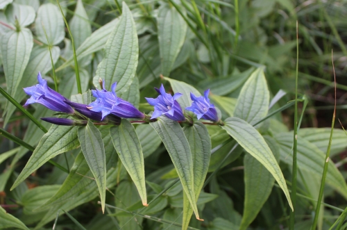 genziana asclepiadea