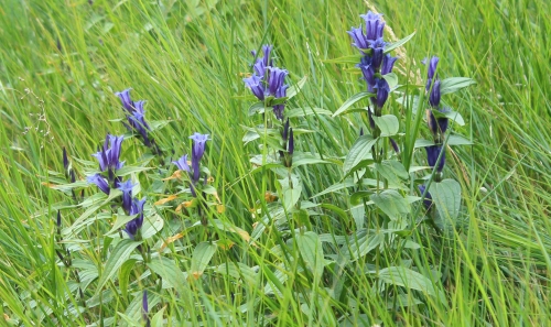 genziana asclepiadea