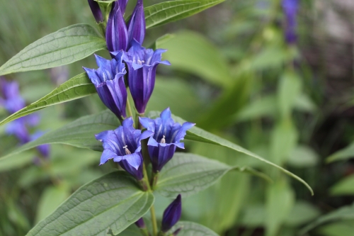 genziana asclepiadea