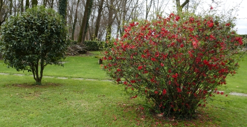 chaenomeles fioritura