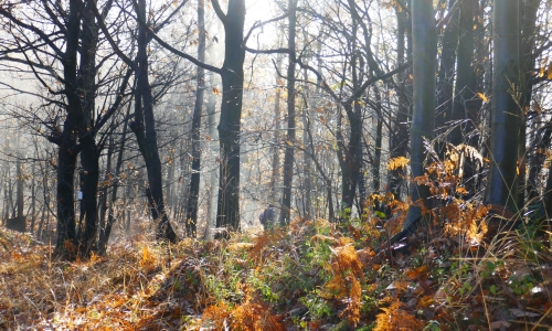 nel bosco a novembre