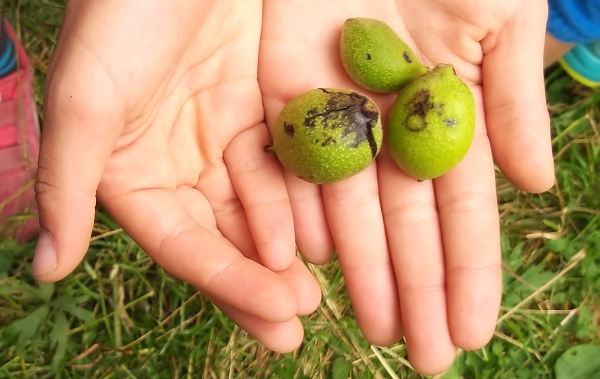 piccole noci col mallo ancora verde