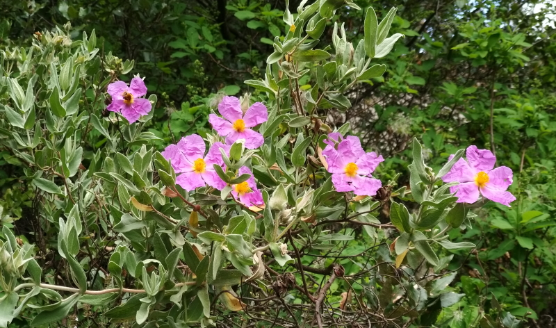 rocchetta nervina laghetti cisti in fiore