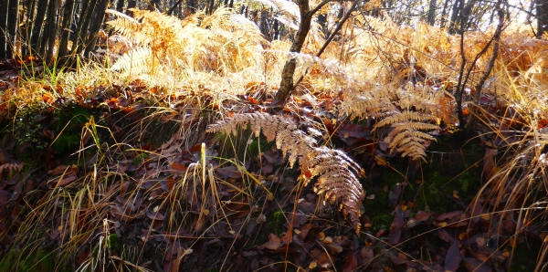 sottobosco d'autunno sottobosco d'autunno