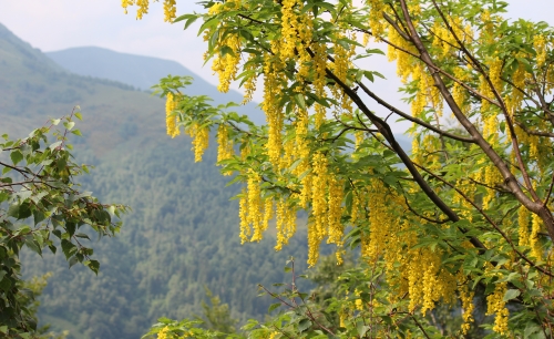 Maggiociondolo in fiore