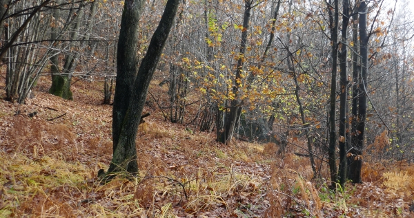 bosco d'autunno bosco d'autunno