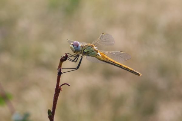 libellula