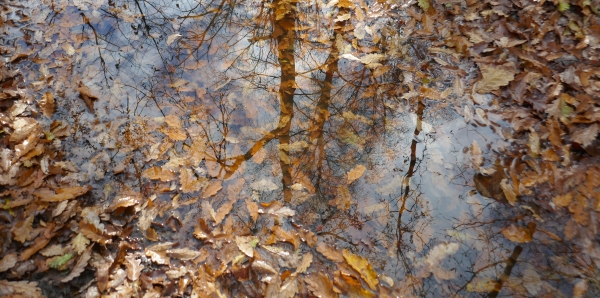 pozzanghere nel bosco d'autunno pozzanghere nel bosco d'autunno