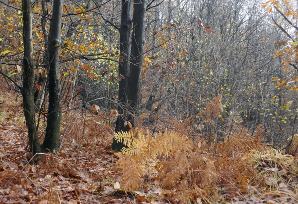 bosco d'autunno bosco d'autunno