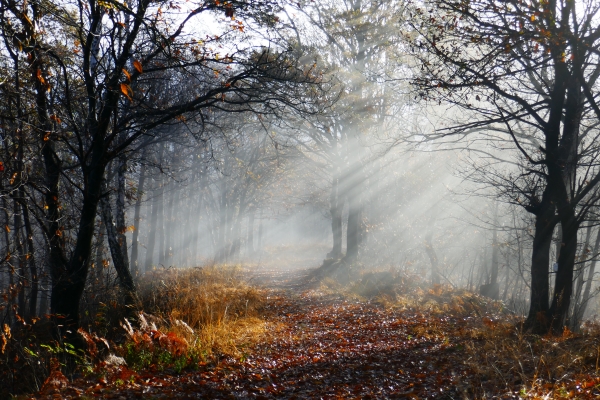 nebbia nel bosco d'autunno nebbia nel bosco d'autunno