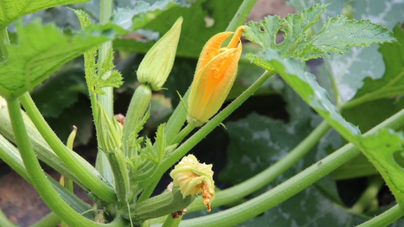 fiori di zucchino