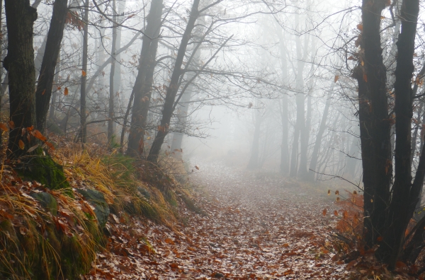 bosco d'autunno bosco d'autunno