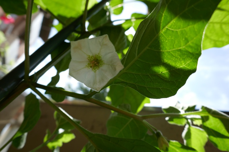 fiori dell'alchechengio