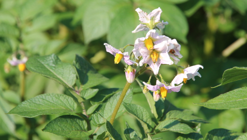 I bei fiori delle patate