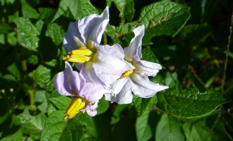 I fiori delle patate