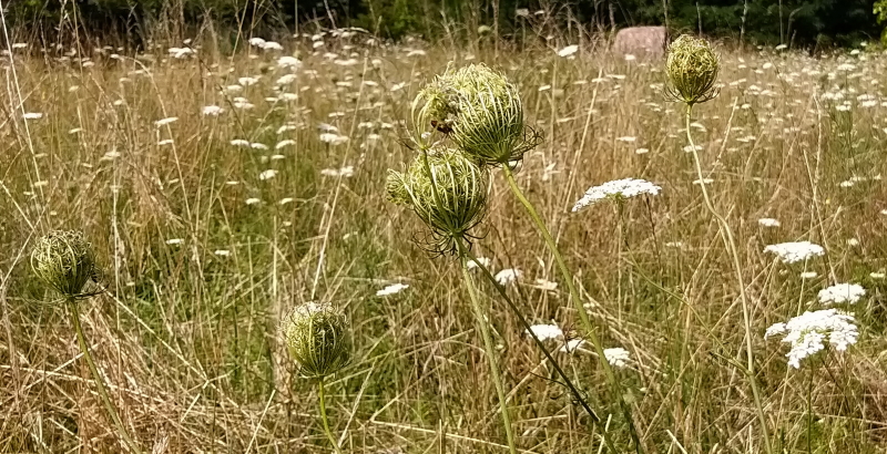 achillea sfiorita