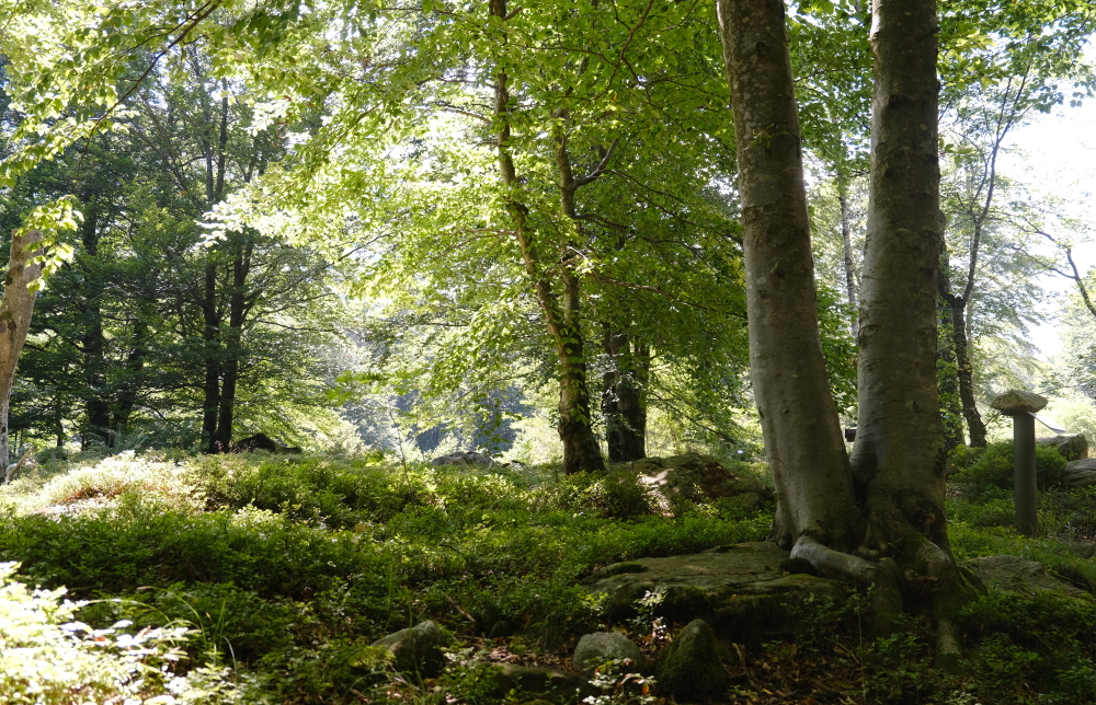 Uno scorcio della faggeta, col sottobosco ricco di mirtilli