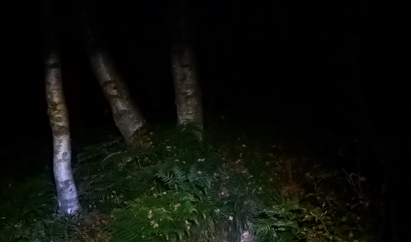 bosco di notte 