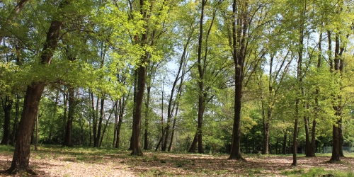 Nuove foglie nel bosco