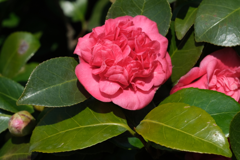 camelia