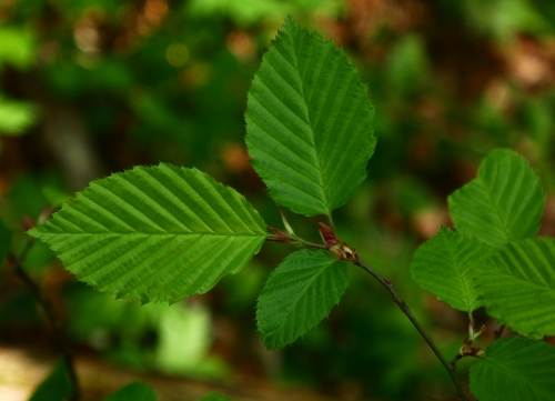  foglie primaverili di carpino