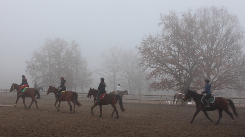 cavalcata nebbia cavallo felice