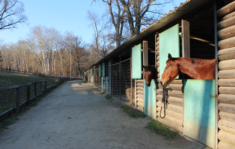 cavallo felice box