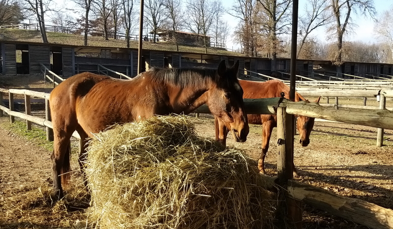 cavallo felice cibo