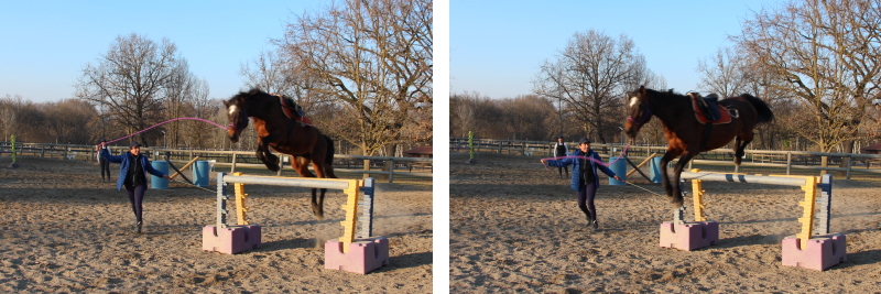 cavallo felice salto