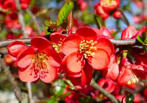 chaenomeles fiori