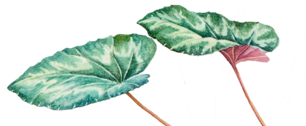 foglie di ciclamino selvatico dipinto acquerello Daniela Guido