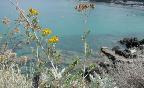 senecio marittimo