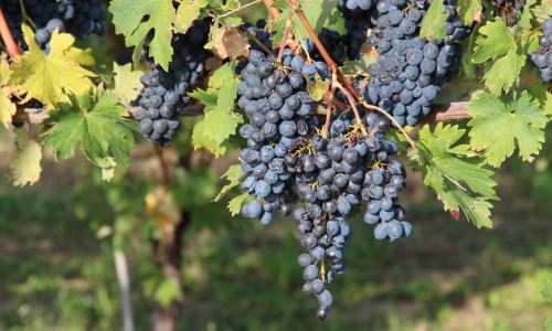 vendemmia ioppa romagnano 2020