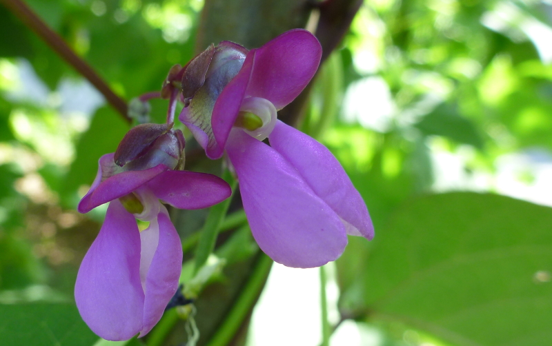 I fiori dei fagiolini