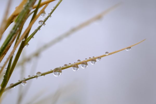 fili d'erba con gocce di pioggia