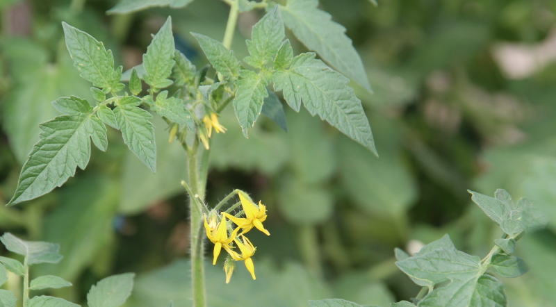 fiori di pomodoro