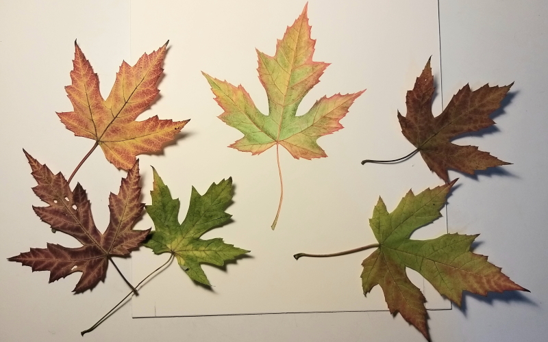 foglie illustrazioni botaniche daniela guido terradellefate