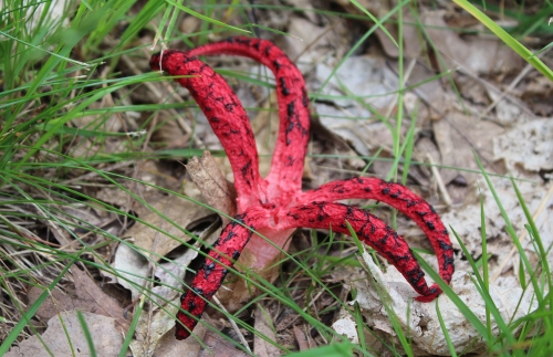fungo rosso maleodorante