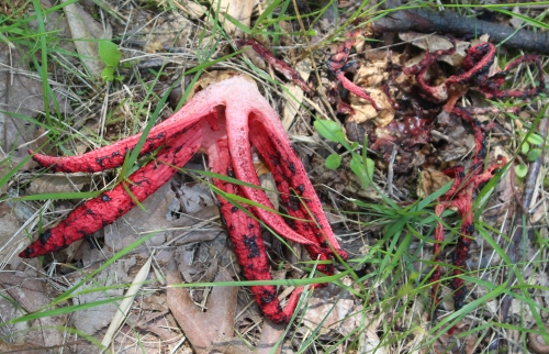 fungo rosso puzzolente