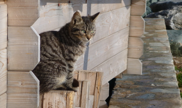 gatti di mare