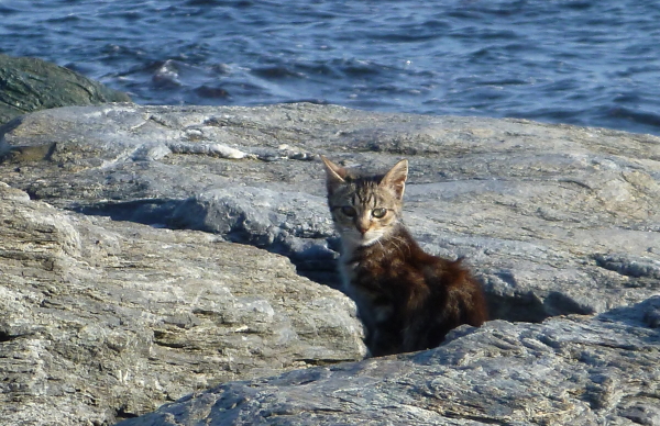 gatti di mare