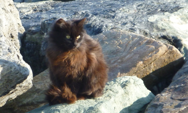 gatti di mare