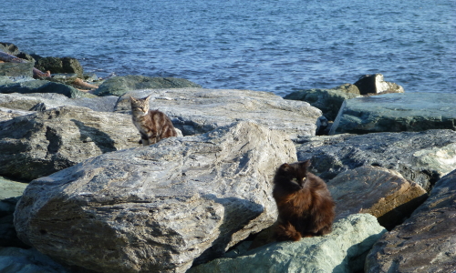 gatti di mare