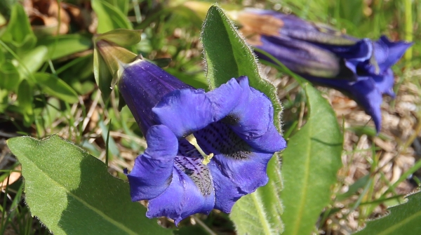 genziane
